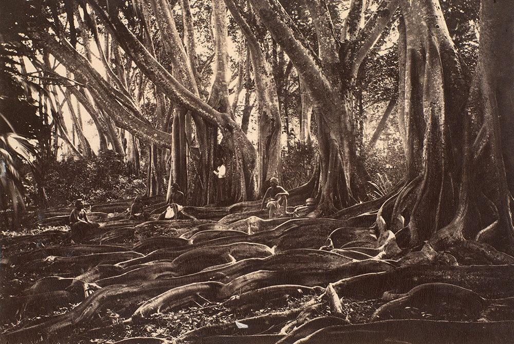 Roots of India-rubber Trees (Ficus elastica) in 1881-82, by William Louis Henry Skeen, Royal Botanic Gardens, Peradeniya, Ceylon